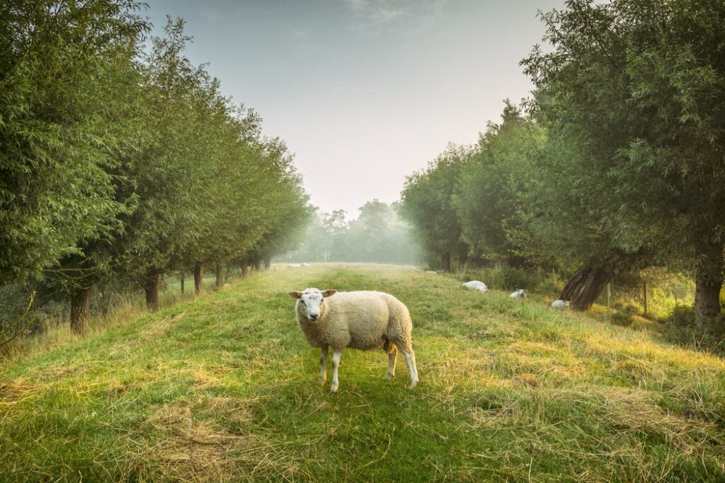 sheep agroforestry silvopasture system