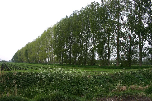 agroforestry windbreaks and firebreaks