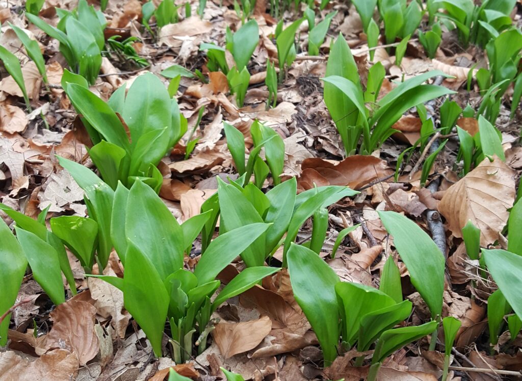 agroforestry forest farming wild ramps