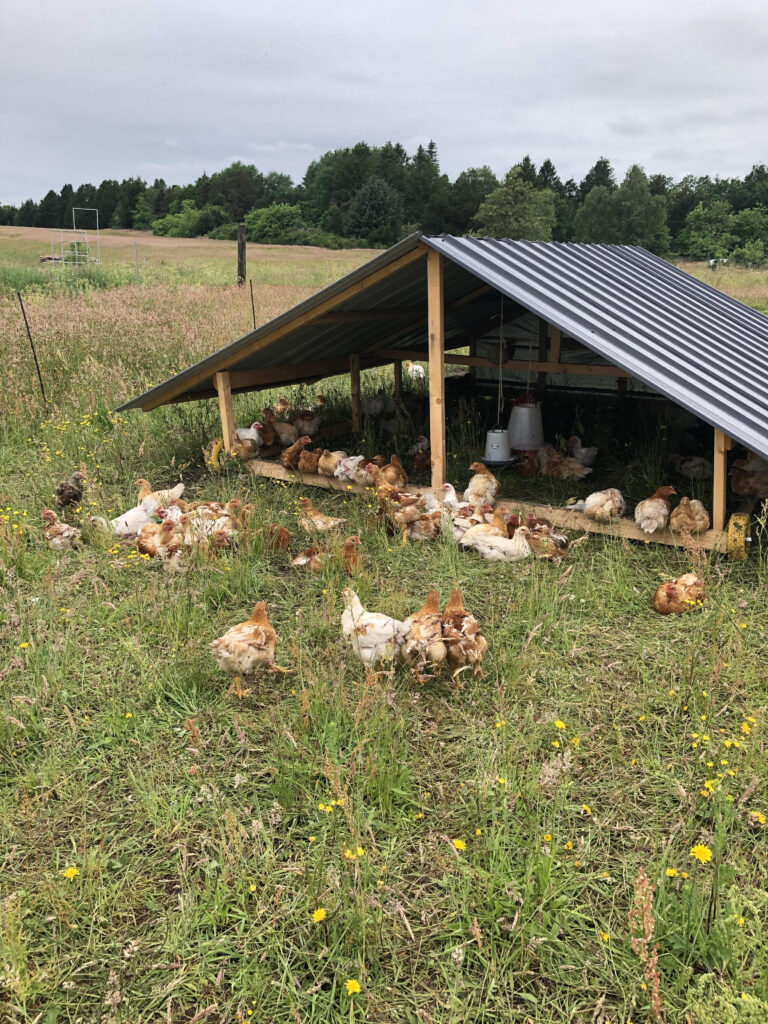 Design and financing of Orchard Grazing system with pigs and chickens