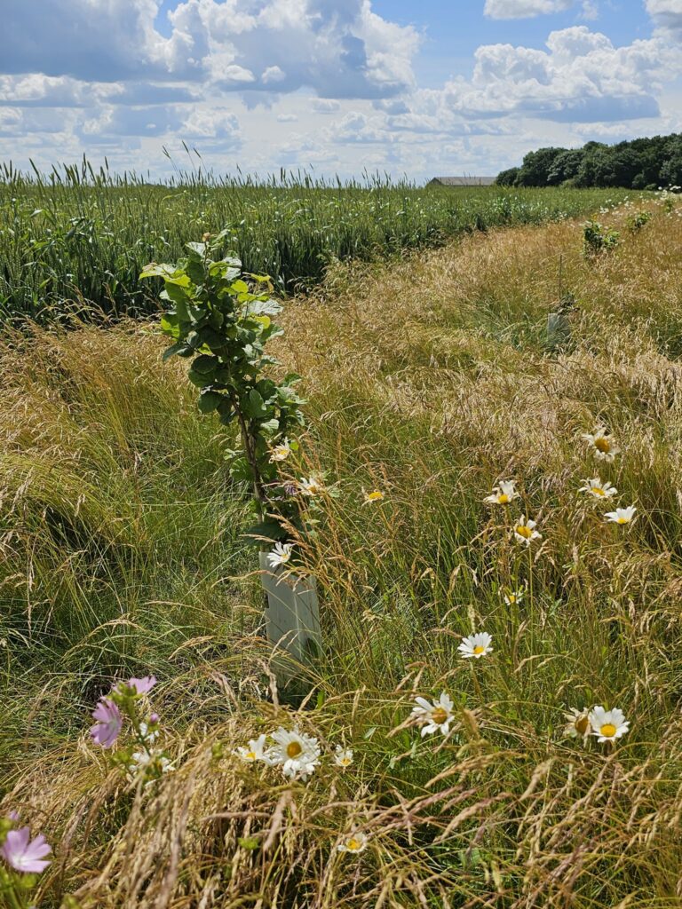 Ung hasselbusk i skovlandbrug