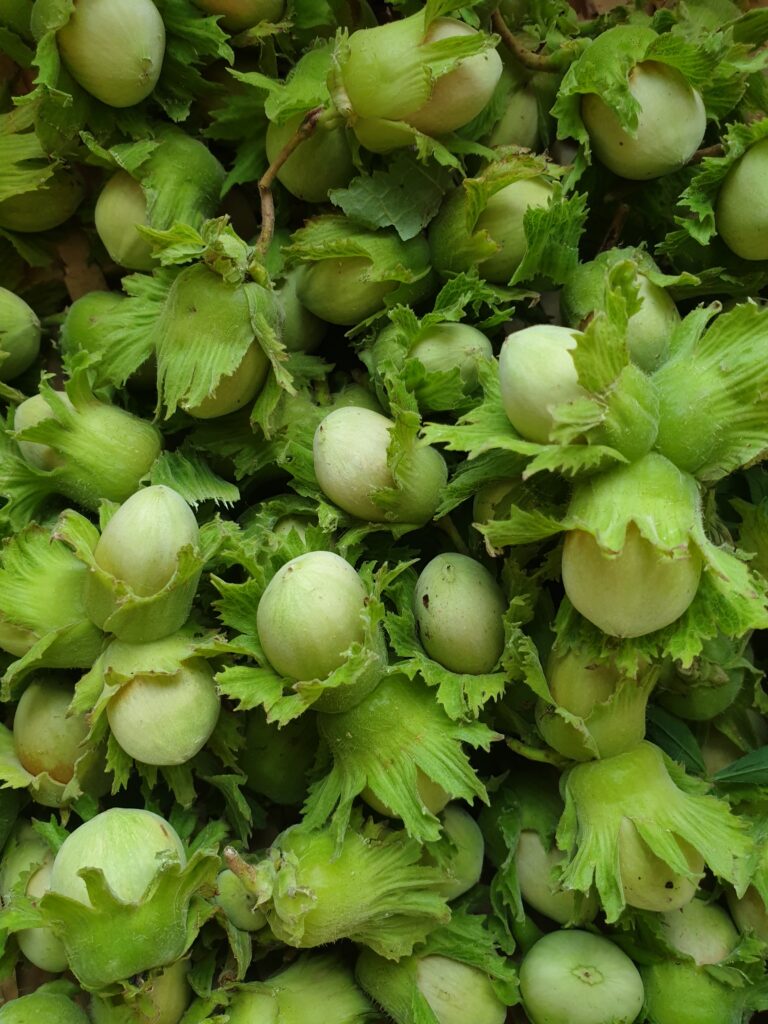 Hasselnødder med has