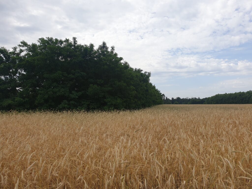 Robinie i skovlandbrug