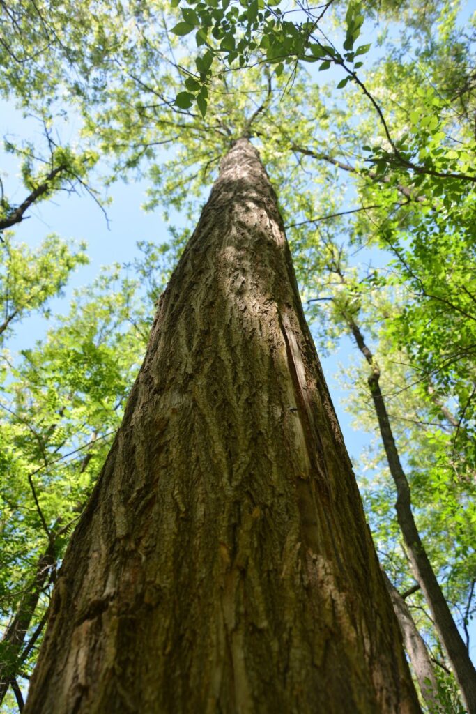 Robinietræ med fokus på vedproduktion